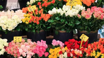 a display of colorful flowers for sale at a market at Bronze in Cannes